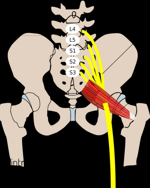 Ischium